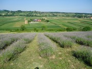  Lavanda        - Page 3 44f435469728889