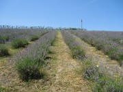  Lavanda        - Page 3 B0ccb1469732255