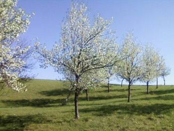 Stari voćnjaci 536525469837263