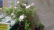 Vos plantes, fleurs, jardin !  - Page 10 A44a6d408994050