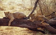 Africa Wildlife HQ wallpapers 860148107970296