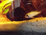 Apistogramma Panduro E4f5b9345304797