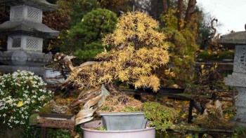  Larix decidua battezzato “Inshogataishi Tanuki”. 915a5c368445540