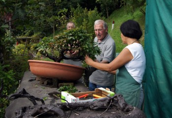 Un Faggio a cuscino trasformato in Bonsai 5c0ea5354950618