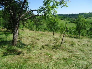 Međuredna obrada  zatravljeni voćnjaci B7ea0a493362295