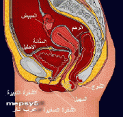 تعليم الجنس موسوعة الجهاز التناسلي للرجل والمرأة وطرق فن الجماع  6de6d342565988