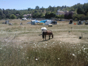 Fête du cheval à Levens D2152c45574624