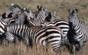 Africa Wildlife HQ wallpapers Cd1268107970275