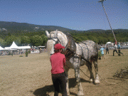 Fête du cheval à Levens Cab71845574626