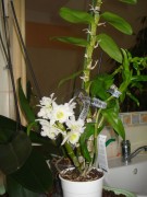 Pytanie o moje Dendrobium 885294109813809