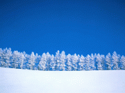 Zima/Winter wallpapers 1600x1200 C5b3c454242744