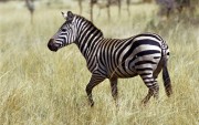 Africa Wildlife HQ wallpapers 93b3ef107970532