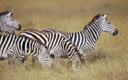 Africa Wildlife HQ wallpapers 709d34107970577