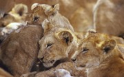 Africa Wildlife HQ wallpapers 3ff1ab107970299