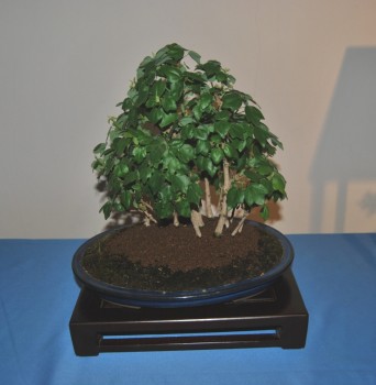 club bonsai toledo  3c5eac193879259