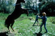 Заклинатель лошадей / The Horse Whisperer (Роберт Редфорд, Сэм Нил, Скарлетт Йоханссон, 1998)  3d2de6205630541