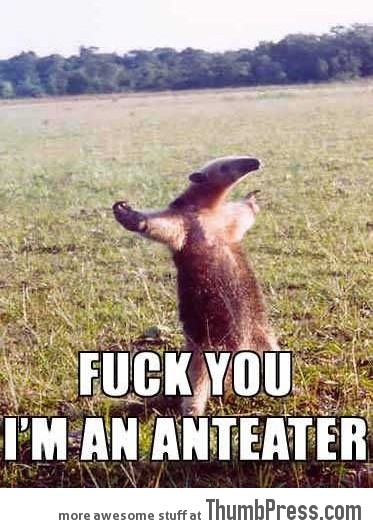 Post Funny Stuff - Page 3 Anteater