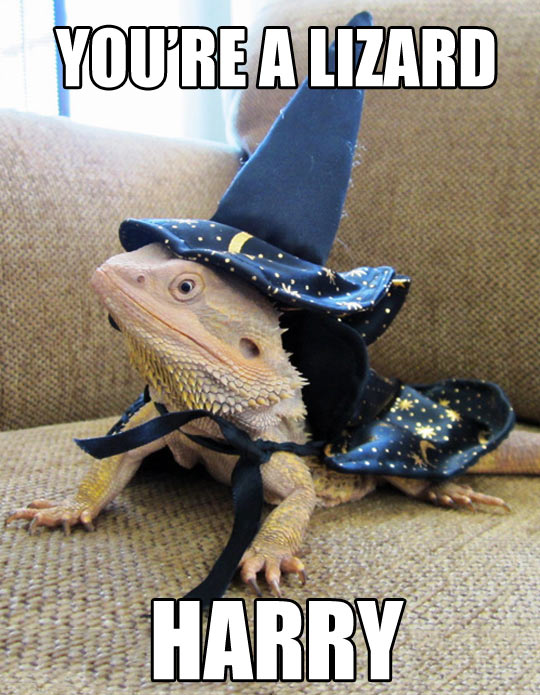 Is there really any denying it? - Page 2 Funny-magic-lizard-Harry-Potter-hat1