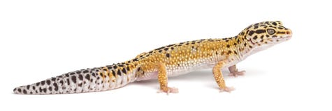 Animales - Naturaleza - Página 7 Leopard-gecko-eublepharis-macularius-28104403