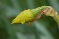 Winter Flowers Yellow-narcissus-flower-rain-folded-34162693