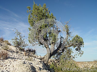 Je ne suis pas un HQI, je suis un homme libre - Page 7 Arbre-sur-une-falaise-1100302