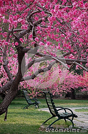 A sure cure for seasickness is to sit under a tree. [Ofrenda a Gaia / cerrado] Bench-under-peach-tree-spring-8990904