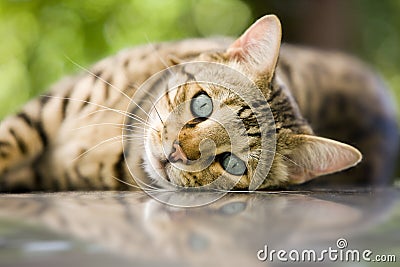 Säbelzahnbiss Bengal-katze-10434981