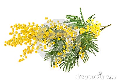 buon giorno - Pagina 4 Branch-mimosa-beautiful-yellow-flowers-isolated-white-35860154