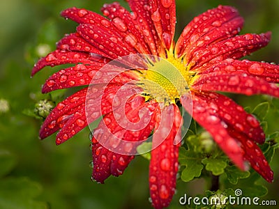 Palabra y Imagen - Página 12 Crisantemo-rojo-de-la-flor-12872747