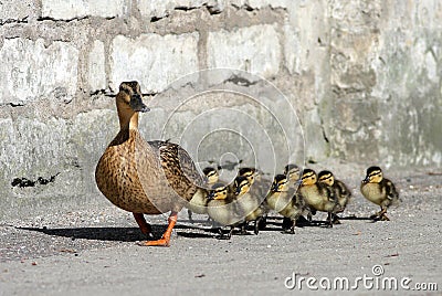 Liste des vhicules  - Page 5 Famille-de-canard-6945481