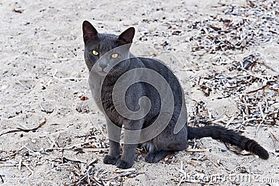 Gatos e imágenes Gato-gris-con-los-ojos-amarillos-17362142