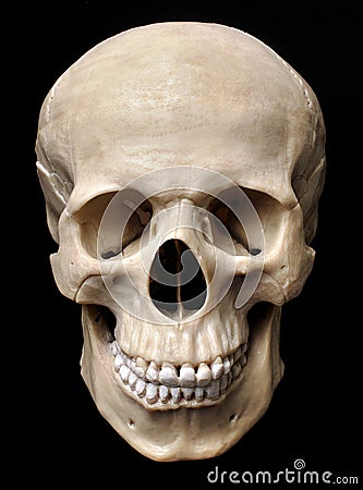 Bonjours Human-skull-model-18867222