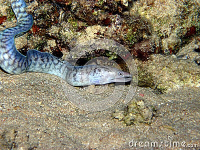 l'animal de Martin du 16 Août trouvé par Martine La-mer-rouge-ray%C3%A9e-bleue-d-anguille-de-moray-17614057