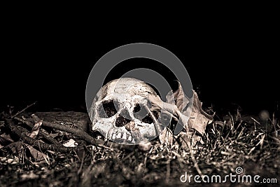 Solicito Misión para Santo de Equulus Lightpainted-skull-ground-woods-photographed-dark-using-light-painting-34612728