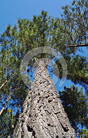 What's been keeping me off the bike the last few months Tree-radiata-pine-looking-upwards-10235898