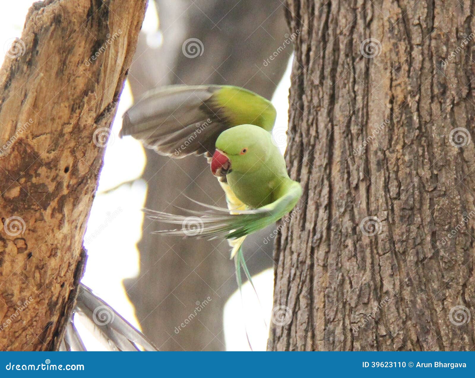 Astrology Question - Sagittarius Flying-green-parrot-indian-red-neck-ring-takes-off-tree-branch-39623110