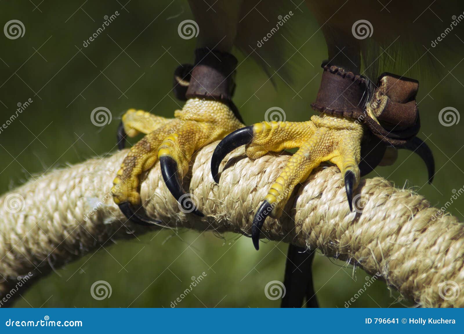 Llega la era del hombre gris vs La forma gris  - Página 4 Garras-rojo-atadas-del-halc%C3%B3n-jamaicensis-del-buteo-796641