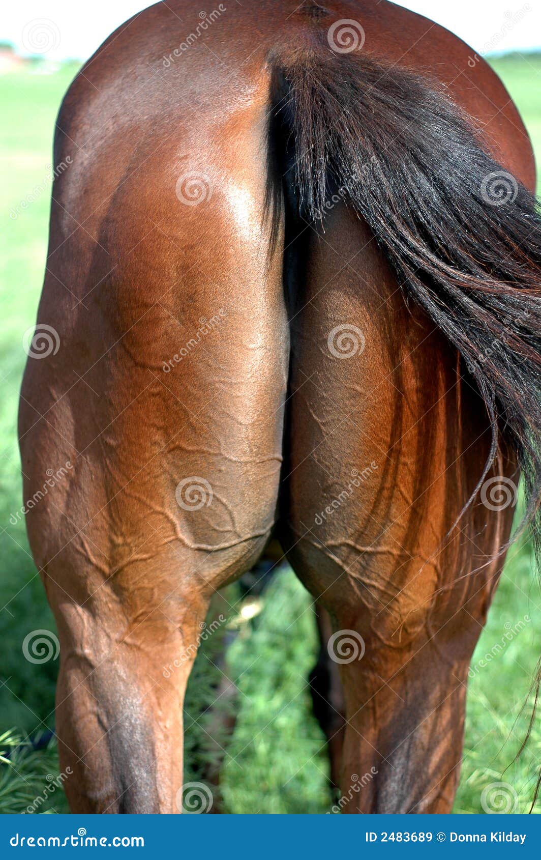  Bruce Jenner's Vanity Fair Cover: 'Call Me Caitlyn' Horse-s-ass-2483689