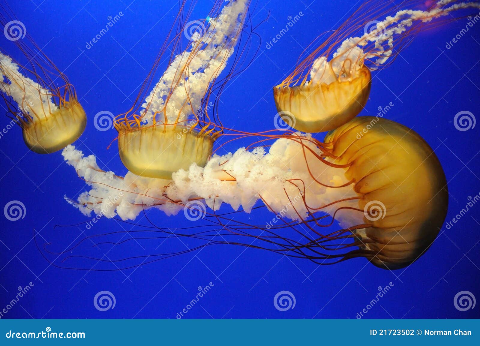  : Jellyfish Orange-jellyfish-21723502