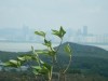 Hiking Tin Shui Wai - 頁 6 2bcaba607340293