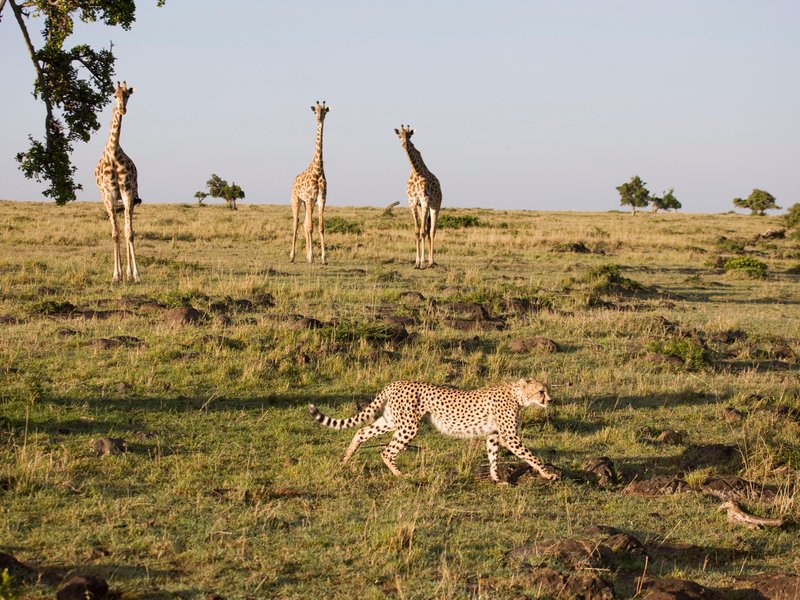 Humans Caused a Major Shift in Earth's Ecosystems 6,000 Years Ago 42-53082835.jpg__800x600_q85_crop