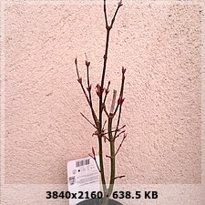 Arce palmatum 08f307fe805a9fda06b20a61df9067b9o