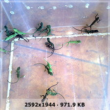 Nacimiento de calyptratus en masa¡¡¡¡¡ 0cf9c8dbd7325f1694fa356e86c29b99o