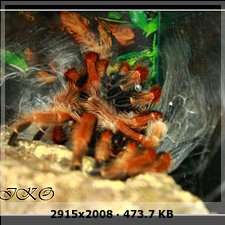 Muda Brachypelma boehmei 215962b557d256e9aa075b0d10eaa3ddo