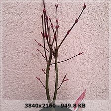 Arce palmatum 26b9d38820abf9fd78034a7f540bbf4do