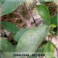 ficus - Duda con la compra de este ficus ( Que es esto?) que hago?? 26bdc658ab8abaf9429adba6454e206do