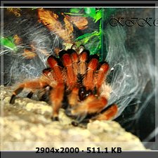 Muda Brachypelma boehmei 29fa99aff0e8b344e126badebe7be5b5o