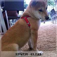 Fotos de nuestros shibas felices - Pgina 4 2da04751fecb7ec8b7205854e144e169o