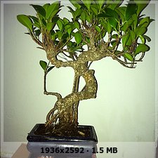 ficus - mi ficus retusa 2f4d215f057690ce930a46f1ca49a5e8o