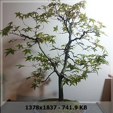 Nuevo en este mundo y presento a mi primer bonsai 2fd60d733f3549b7c516b5ac8b80f265o